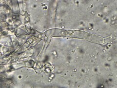 Craterellus tubaeformis