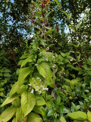Paederia foetida