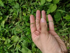 Digitaria ciliaris