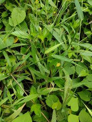 Digitaria ciliaris