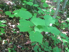 Acer tegmentosum