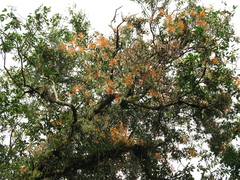 Psittacanthus schiedeanus