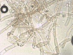 Craterellus tubaeformis