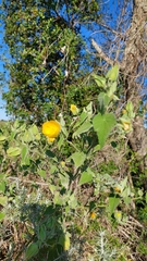 Abutilon grandifolium