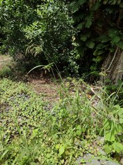 Sorghum × drummondii