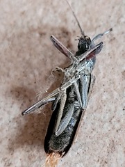 Oemona hirta