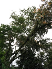 Psittacanthus schiedeanus