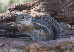 Ammospermophilus harrisii