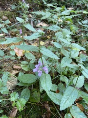 Stachys chamissonis