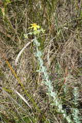 Hypericum tomentosum