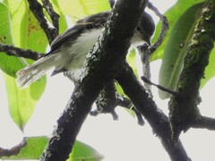 Camptostoma obsoletum