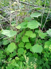 Acer tegmentosum