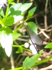 Pseudagrion