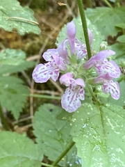 Stachys chamissonis