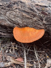 Gymnopilus allantopus