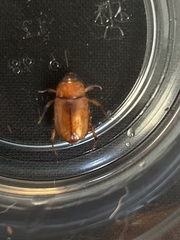 Cyclocephala