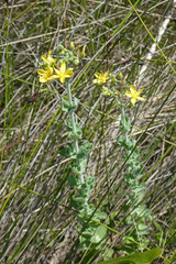 Hypericum tomentosum