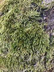 Juratzkaea seminervis