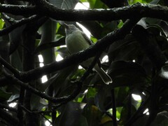 Camptostoma obsoletum