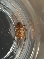Cyclocephala