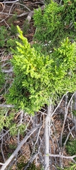 Juniperus monosperma