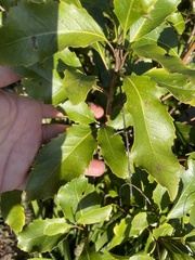 Denhamia bilocularis