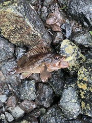 Sebastes auriculatus