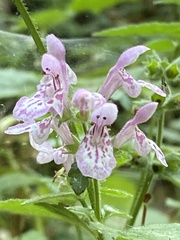 Stachys chamissonis
