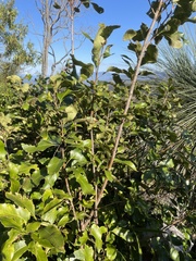 Denhamia bilocularis