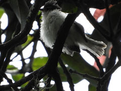 Camptostoma obsoletum