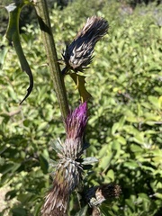 Cirsium andersonii