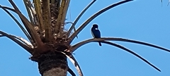 Todiramphus macleayii macleayii