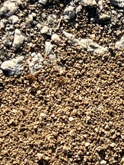 Dorymyrmex bicolor