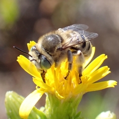 Anthophora bimaculata