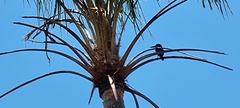 Todiramphus macleayii macleayii