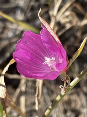 Sidalcea