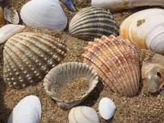 Laevicardium crassum