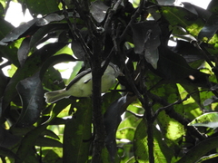 Camptostoma obsoletum