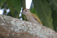 Dryobates passerinus