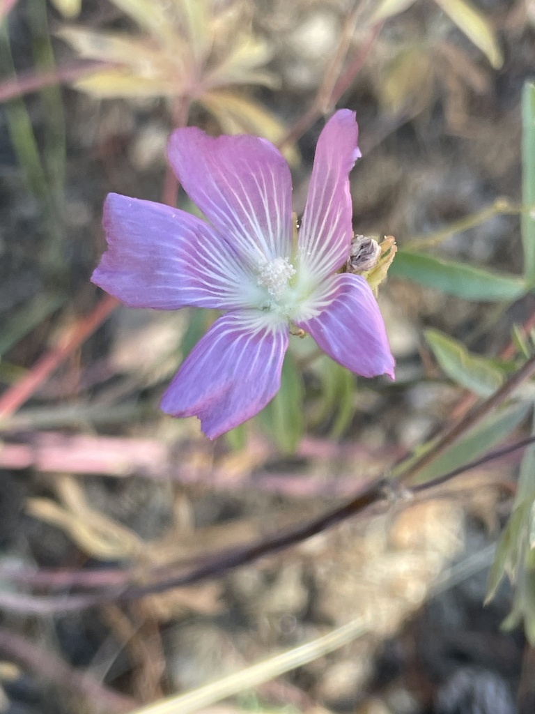 Waxy Checkerbloom from Alder Creek Rd, Truckee, CA, US on September 25 ...