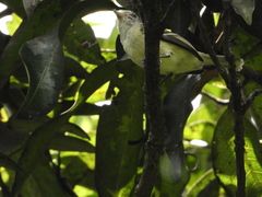 Camptostoma obsoletum