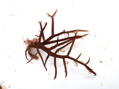 Chondracanthus acicularis