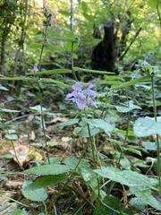 Stachys chamissonis