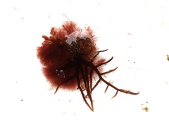 Chondracanthus acicularis