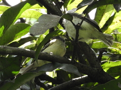 Camptostoma obsoletum