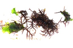 Chondracanthus acicularis