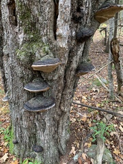 Phellinus nigricans