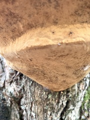 Phellinus nigricans