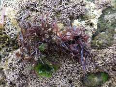 Chondracanthus acicularis