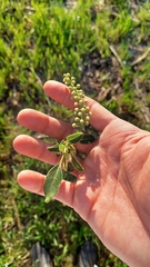 Phytolacca dioica